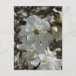 Ster Magnolia Bloesems Bedankkaartje Briefkaart