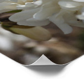 Ster Magnolia Bloesems Poster (Hoek)