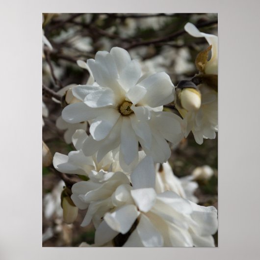 Ster Magnolia Bloesems Poster (Voorkant)