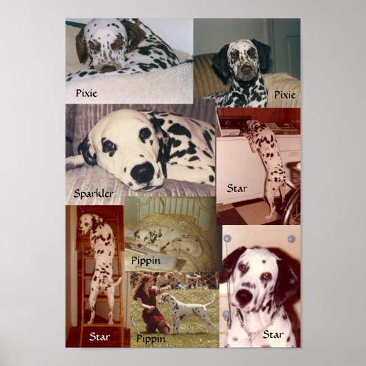 Ster, Pippin, Sparkler & Pixie Poster (Voorkant)