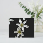 Ster van Bethlehem Briefkaart (Staand voorkant)