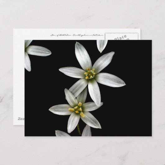 Ster van Bethlehem Briefkaart (Voorkant / Achterkant)