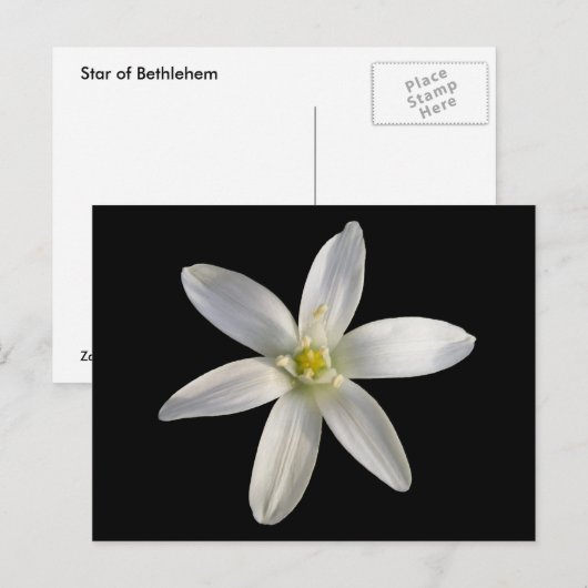 Ster van Bethlehem ~ briefkaart (Voorkant / Achterkant)