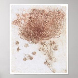 Ster van Bethlehem en andere Planten, Da Vinci Poster