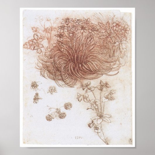 Ster van Bethlehem en andere Planten, Da Vinci Poster (Voorkant)