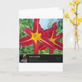 Ster van Bethlehem Kaart (Gele Bloem)