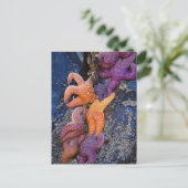 Ster van de makreel Pisaster Ochraceus en Ochre Ze Briefkaart (Staand voorkant)