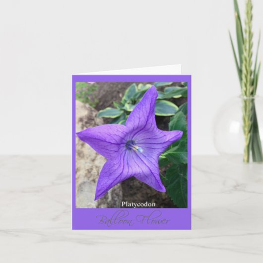 Ster van de Tuin "Platycodon" Kaart (Voorkant)