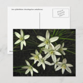 Ster van het Briefkaart van Bethlehem (Voorkant / Achterkant)