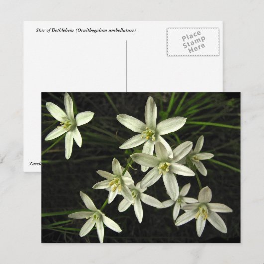 Ster van het Briefkaart van Bethlehem (Voorkant / Achterkant)