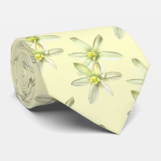 Ster van het Stropdas van Bethlehem (Opgerold)