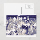 Ster-vormige bloemen, Briefkaart (Voorkant / Achterkant)