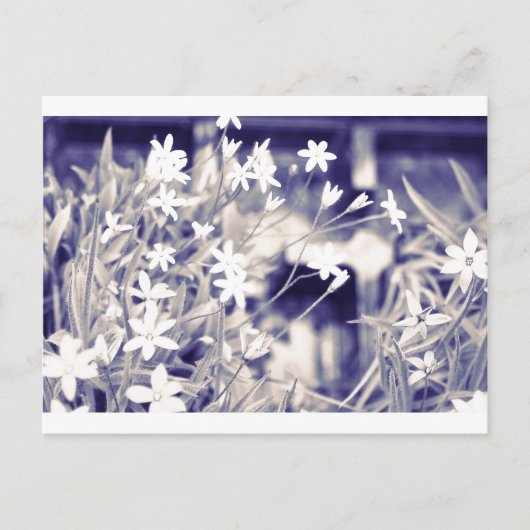 Ster-vormige bloemen, Briefkaart (Voorkant)