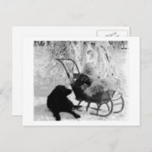 Stereoview - Baby in Sled Briefkaart (Voorkant / Achterkant)