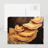 Stereum Hirsutum Fungi Briefkaart (Voorkant / Achterkant)