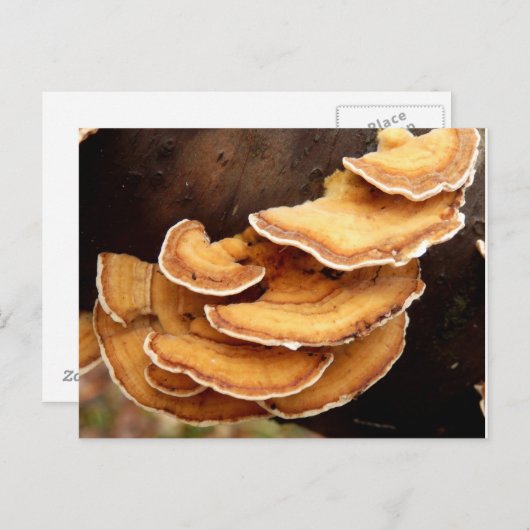 Stereum Hirsutum Fungi Briefkaart (Voorkant / Achterkant)