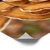 Stereum Hirsutum Fungi Poster (Hoek)