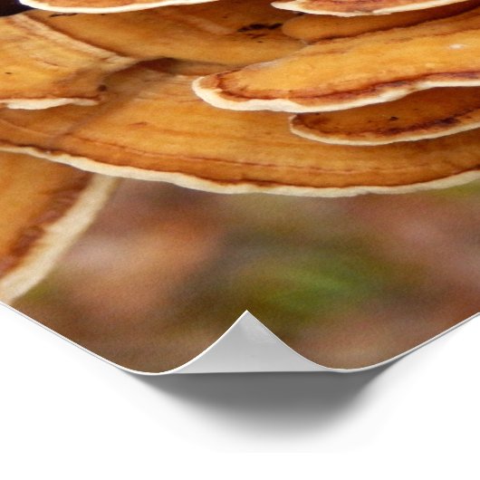 Stereum Hirsutum Fungi Poster (Hoek)