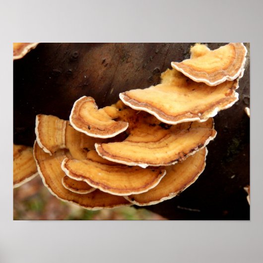 Stereum Hirsutum Fungi Poster (Voorkant)