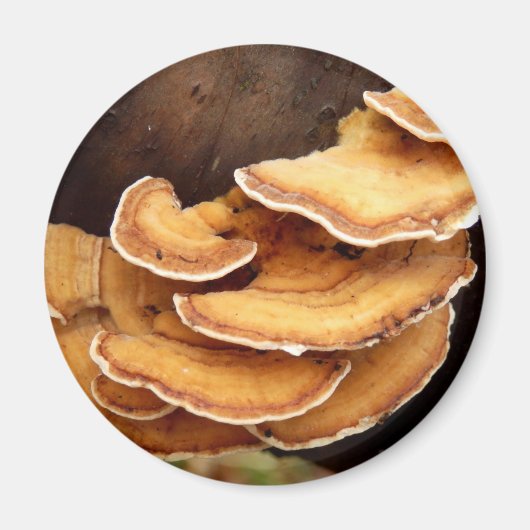 Stereum Hirsutum Mushroom Magnet (Voorkant)