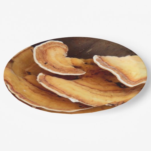 Stereum Hirsutum Schimmels Papier Borden Papieren Bordje (Gekanteld)