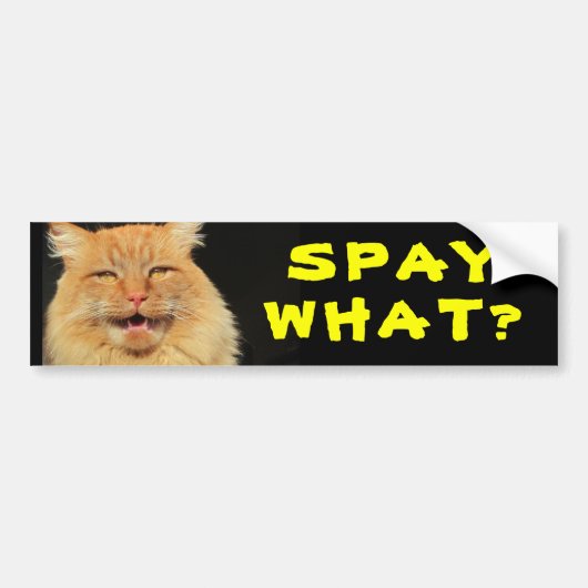 Steriliseer Wat? Grappige Kat Meme Bumpersticker (Voorkant)
