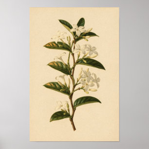 Sterjasmijn botanische studie   12 × 18 poster