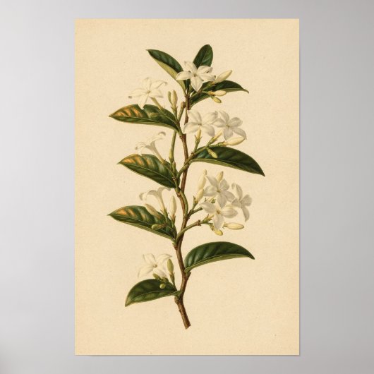 Sterjasmijn botanische studie | 12 × 18 poster (Voorkant)