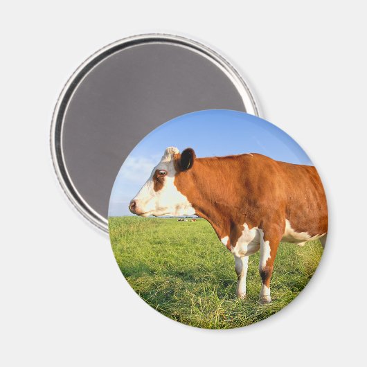 Sterke Friesian koe Magneet (Voorkant / Achterkant)
