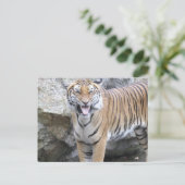 Sterke tijger briefkaart (Staand voorkant)