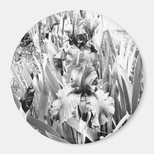 Sterling Irises.... Magneet (Voorkant)