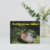 Sterling Kansas Mallard Post Card Briefkaart (Staand voorkant)