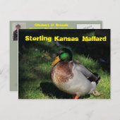 Sterling Kansas Mallard Post Card Briefkaart (Voorkant / Achterkant)