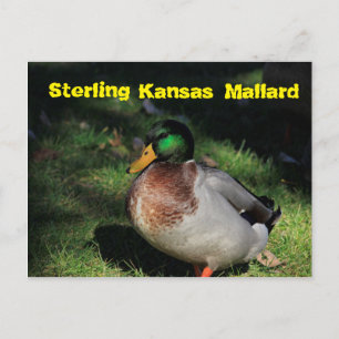 Sterling Kansas Mallard Post Card Briefkaart
