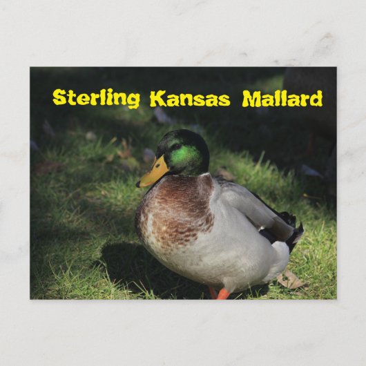 Sterling Kansas Mallard Post Card Briefkaart (Voorkant)