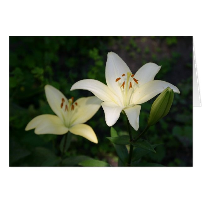 Sterling Star Lilies-kaart (Voorkant Horizontaal)