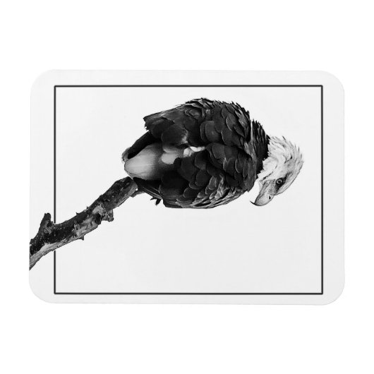 Stern Bald Eagle Magneet (Horizontaal)