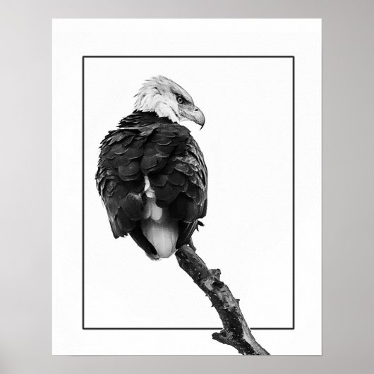Stern Bald Eagle Poster (Voorkant)