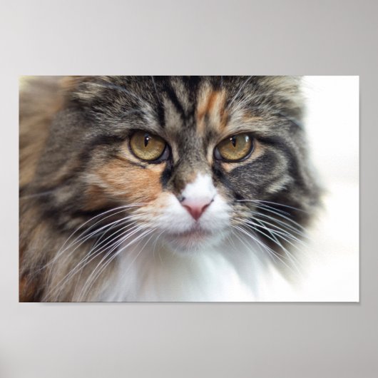 Stern Maine Coon Poster (Voorkant)