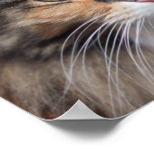 Stern Maine Coon Poster (Hoek)