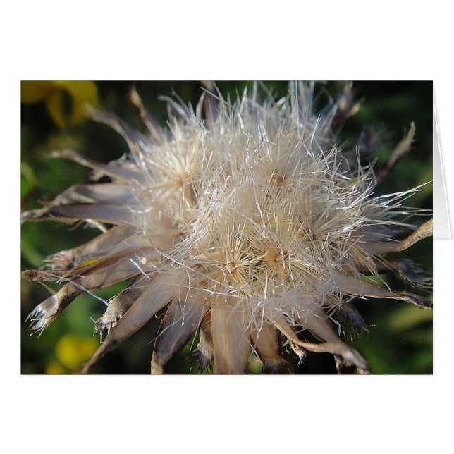 Sternförmige Strohblüte, Grusskarte, blanko (Voorkant Horizontaal)