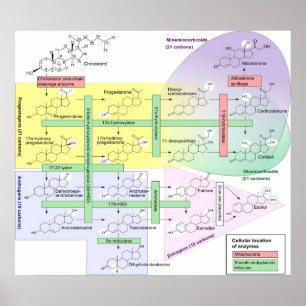 Steroidogenese Biologisch Chemisch Schema Poster