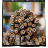 Sterren langs de Rio Grande Cotton Wood Trees Douchegordijn (Voorkant)