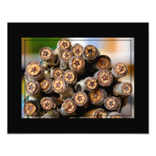 Sterren langs de Rio Grande Cotton Wood Trees Foto Afdruk