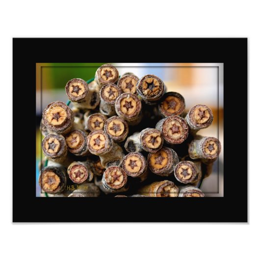 Sterren langs de Rio Grande Cotton Wood Trees Foto Afdruk (Voorkant)