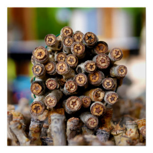 Sterren langs de Rio Grande Cotton Wood Trees Perfect Poster