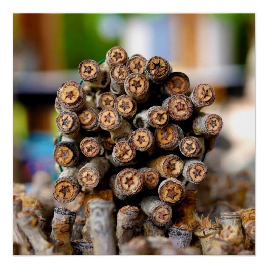 Sterren langs de Rio Grande Cotton Wood Trees Perfect Poster (Voorkant)