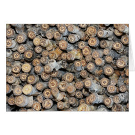 Sterren langs de Rio Grande Cotton Wood Trees Talk