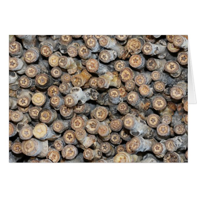 Sterren langs de Rio Grande Cotton Wood Trees Talk (Voorkant Horizontaal)