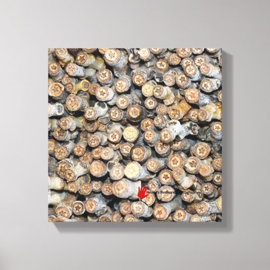 Sterren langs de Rio Grande Cotton Wood Trees Talk Canvas Afdruk (Voorkant)